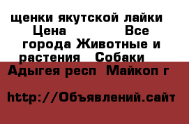 щенки якутской лайки › Цена ­ 15 000 - Все города Животные и растения » Собаки   . Адыгея респ.,Майкоп г.